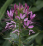 Cleome hassleriana.png